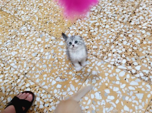 Scottish Fold Yavrumuz görsel