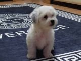 İstanbul 0 Numara Maltipoo Yavruları