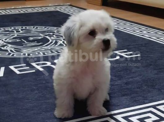 İstanbul 0 Numara Maltipoo Yavruları görsel