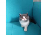 Bi Color Exotic Shorthair Erkek Yavru
