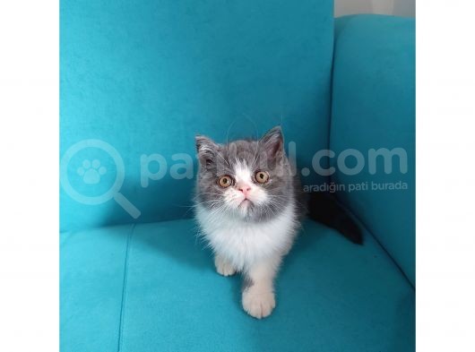 Bi Color Exotic Shorthair Erkek Yavru görsel