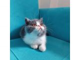 Bi Color Exotic Shorthair Erkek Yavru