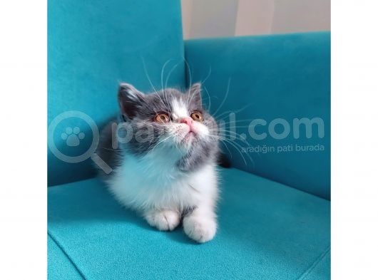 Bi Color Exotic Shorthair Erkek Yavru