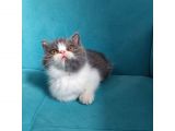 Bi Color Exotic Shorthair Erkek Yavru