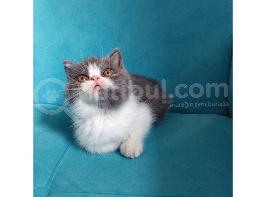 Bi Color Exotic Shorthair Erkek Yavru görsel