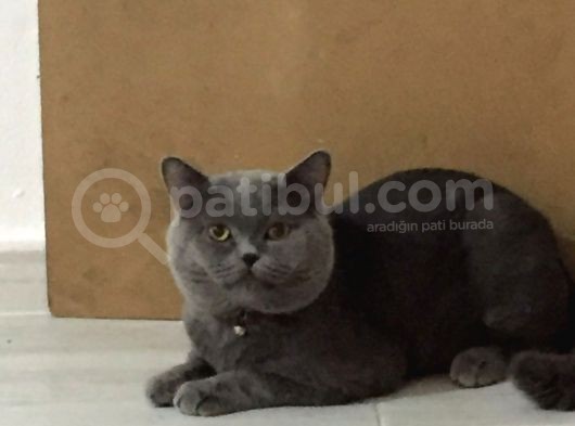 Oğlumuz Yeni Yuvasını Arıyor görsel