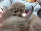 Scottishfold