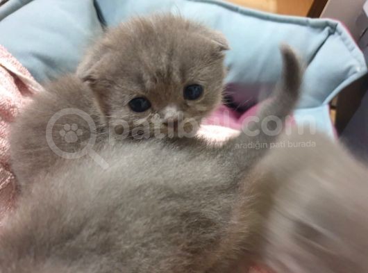 Scottishfold görsel