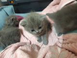 Orjinal British Shorthair Niğde