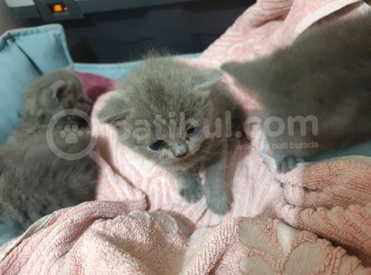 Orjinal British Shorthair Niğde görsel