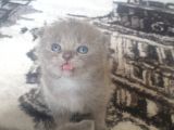Scottishfold