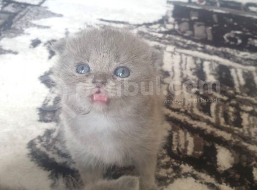 Scottishfold görsel