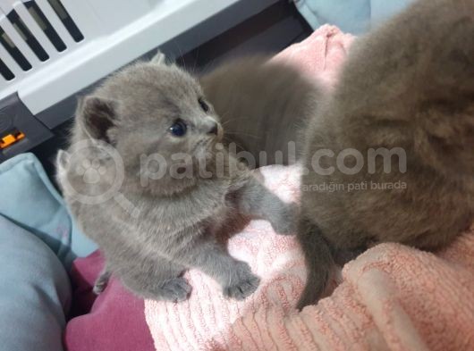 Orjinal British Shorthair Niğde görsel