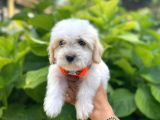 İstanbul Sevimli Maltese Terrier