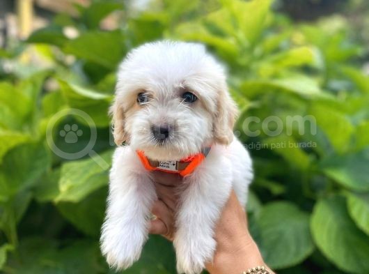İstanbul Sevimli Maltese Terrier görsel