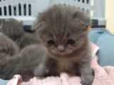 Scottishfold