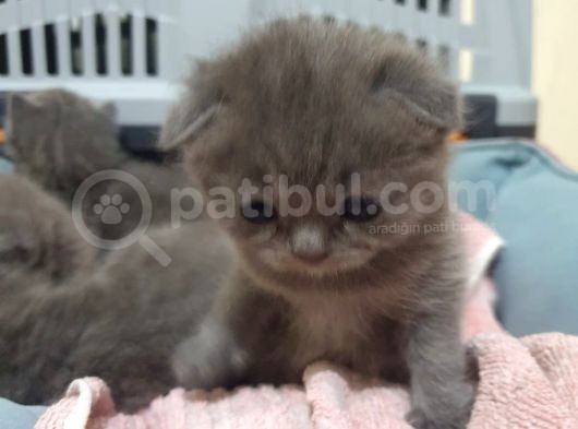 Scottishfold görsel