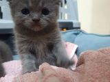Scottishfold