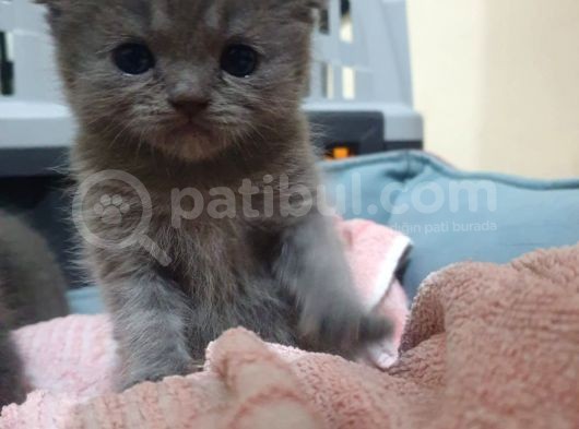 Scottishfold görsel