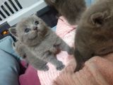 Orjinal British Shorthair Niğde