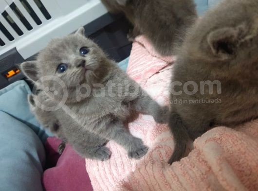 Orjinal British Shorthair Niğde görsel