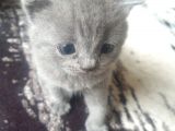 Orjinal British Shorthair Niğde