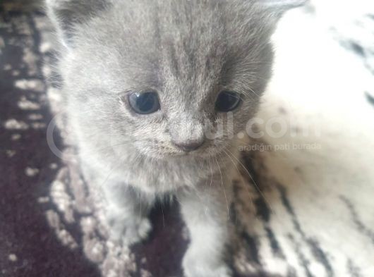 Orjinal British Shorthair Niğde görsel