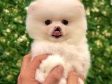 Ayı Surat Pomeranian Boo Yavrularımız