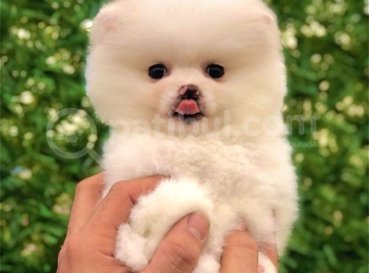 Ayı Surat Pomeranian Boo Yavrularımız