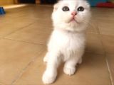 Muğla Scottish Fold