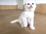 Muğla Scottish Fold