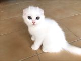 Muğla Scottish Fold