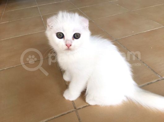 Muğla Scottish Fold