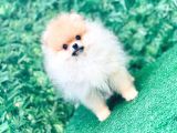 Pomeranian Boo Yavrularımız