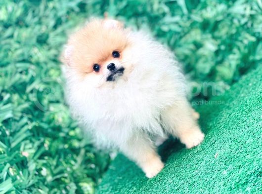Pomeranian Boo Yavrularımız görsel