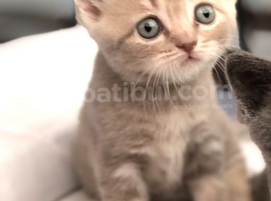 British Shorthair Erkek Ve Dişi Yavru Kedilerim… görsel