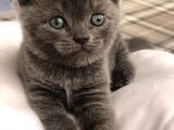 British Shorthair Erkek Ve Dişi Yavru Kedilerim…