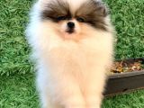 Pomeranian Boo Yavrularımız