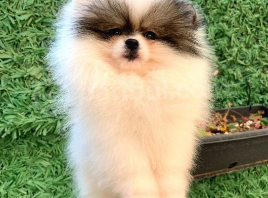 Pomeranian Boo Yavrularımız görsel