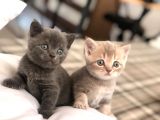 British Shorthair Erkek Ve Dişi Yavru Kedilerim…