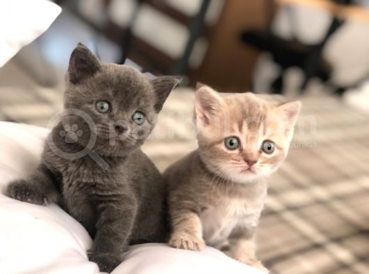British Shorthair Erkek Ve Dişi Yavru Kedilerim… görsel