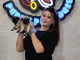 A Kali̇te Mi̇no Boy Pug Bebekler