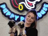 A Kali̇te Mi̇no Boy Pug Bebekler