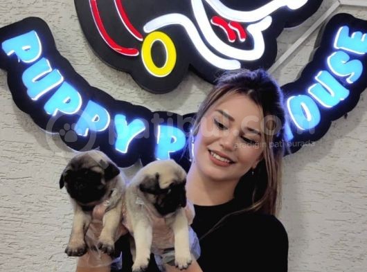 A Kali̇te Mi̇no Boy Pug Bebekler