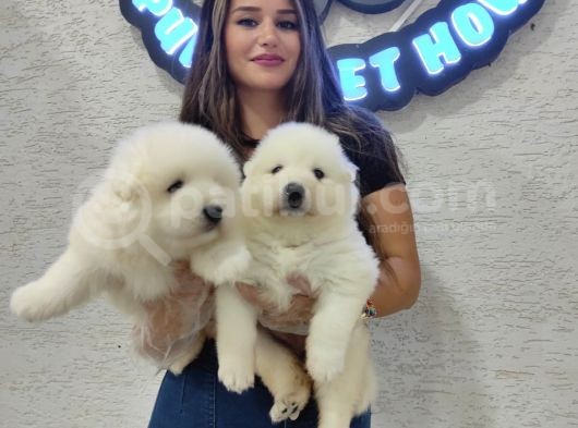 Ayı Suratlı Samoyed Bebekler