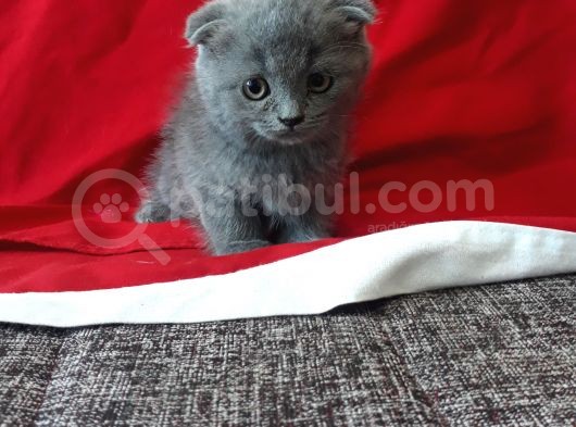 Topac Kafa A Kalite Yavrular görsel