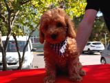 Bebek Surat Toy Poodle