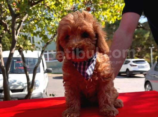 Bebek Surat Toy Poodle görsel