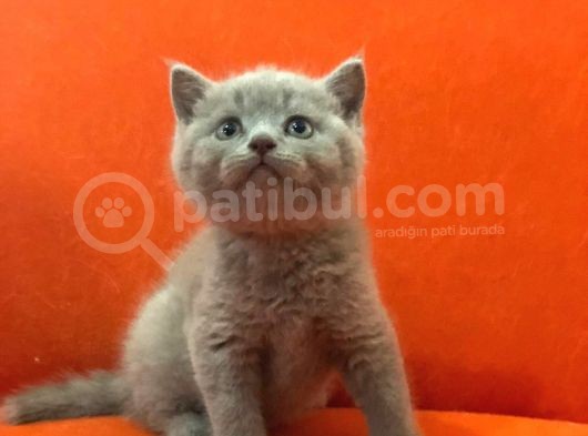 Li̇lac Rengi̇ Bri̇ti̇sh Shorthai̇r Erkek Yavrularımız görsel
