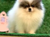 Pomeranian Boo Yavrularımız